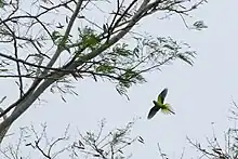 Flying parrot from below