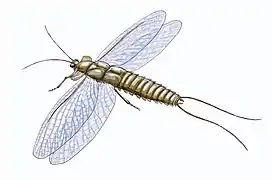 Image 20Mazothairos, a Carboniferous member of the now extinct order Palaeodictyoptera. (from Evolution of insects)