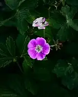 Meadow Geranium or Geranium pratense), Valley of Flowers Trek