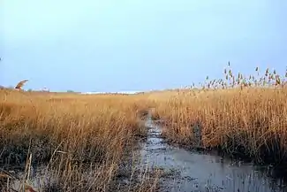 Image 31Marshlands are often noted within wetlands, as seen here in the New Jersey Meadowlands at Lyndhurst, New Jersey, U.S. (from Marsh)