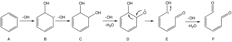 Proposed mechanism of the oxidation of benzene by hydroxyl radicals