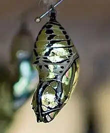 Chrysalis of M. polymnia