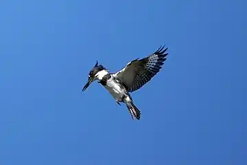 Belted kingfisher