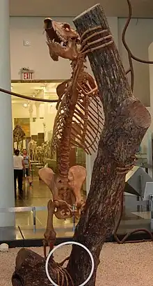 Skeleton of Edwards' koala lemur.