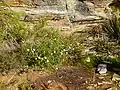 Habit on Bluff Knoll