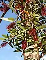 Red-flowered form in Brisbane Botanic Gardens