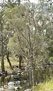 Specimen in Mount Archer National Park