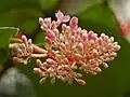 Blossoms of Medinilla speciosa