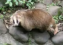 Brown and white mustelid on rocks