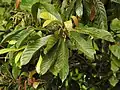 Flowering branch and mature leaves