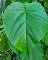 Glabrous (smooth) leaf of Melochia villosissima. Dededo, Guam.