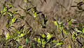 Budgerigar flock up-close