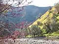 Redbud, poppies and much more − Merced River canyon March 2019