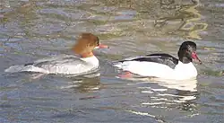 Common merganser