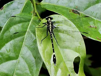 female