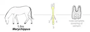 Image 33Merychippus, an effective grazer and runner (from Evolution of the horse)