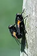 Mating