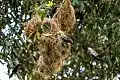 Metallic Starlings around high nests in the Daintree Rainforest in QLD.