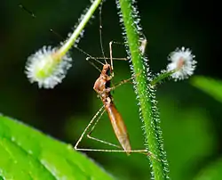 Metatropis rufescens on a plant stem