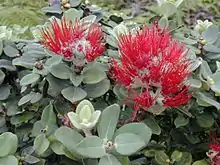 ʻŌhiʻa lehua