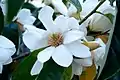 Magnolia-flower (here the fragrant flowers of magnolia doltsopa)