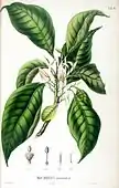 An illustration as depicted in Flora Javae; Magnolia × alba was first classified as Michelia Longifolia [sic] (BLUME, 1829)