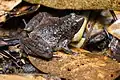 Microhyla berdmorei - Phu Kradueng National Park