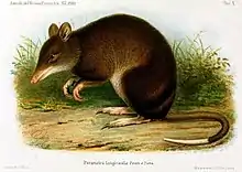 Drawing of brown bandicoot