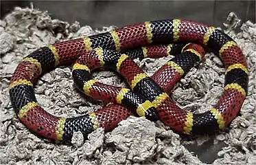 Image 8A venomous coral snake uses bright colours to warn off potential predators. (from Animal coloration)