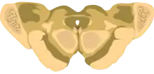 Cross-section of the midbrain at the level of the superior colliculus