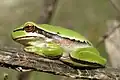 Hyla savignyi tree frog