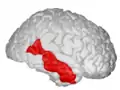 Middle temporal gyrus, right hemisphere.