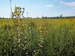 Image 54Plants of the Midewin National Tallgrass Prairie in Will County.  Tallgrass prairie once covered around two-thirds of Illinois.  Midewin is the only federal tallgrass prairie preserve east of the Mississippi River. Photo credit: User:Alanscottwalker (from Portal:Illinois/Selected picture)