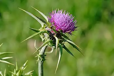 Milk thistle flowerhead