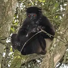 Black lemur