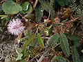 Mimosa pudica