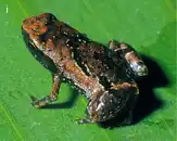 brown and black frog dorsolateral view