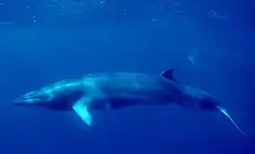 Image 93Minke whale (from Arctic Ocean)