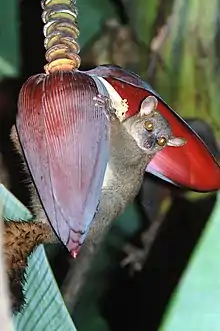 Brown lemur