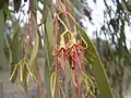 Muellerina eucalyptoides, near Ulan, NSW, 9 January 2009