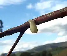 Sticky seed on a branch