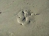 Sand dollar beneath the sand at low tide on Hilton Head Island