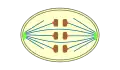 closed  orthomitosis