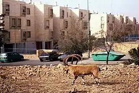 Mitzpe Ramon street scene