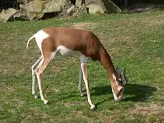 Rotterdam Zoo, the Netherlands