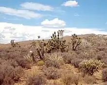 Image 50Joshua trees, yuccas, and cholla cactus occupy the far southwest corner of the state in the Mojave Desert (from Utah)