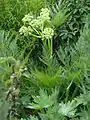 Young umbels of developing inflorescence