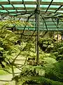 Inside the fernery