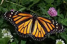 A butterfly with its wings spread, resting in green foliage. The butterfly is white and orange in color, with white spotting around the edges of its wings.