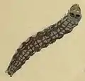 Larva